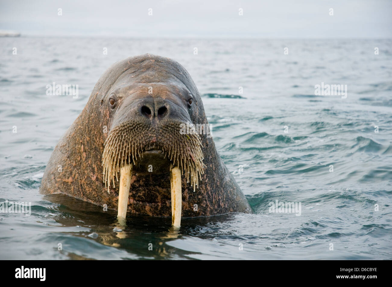 Walrus tusks ivory hi-res stock photography and images - Alamy