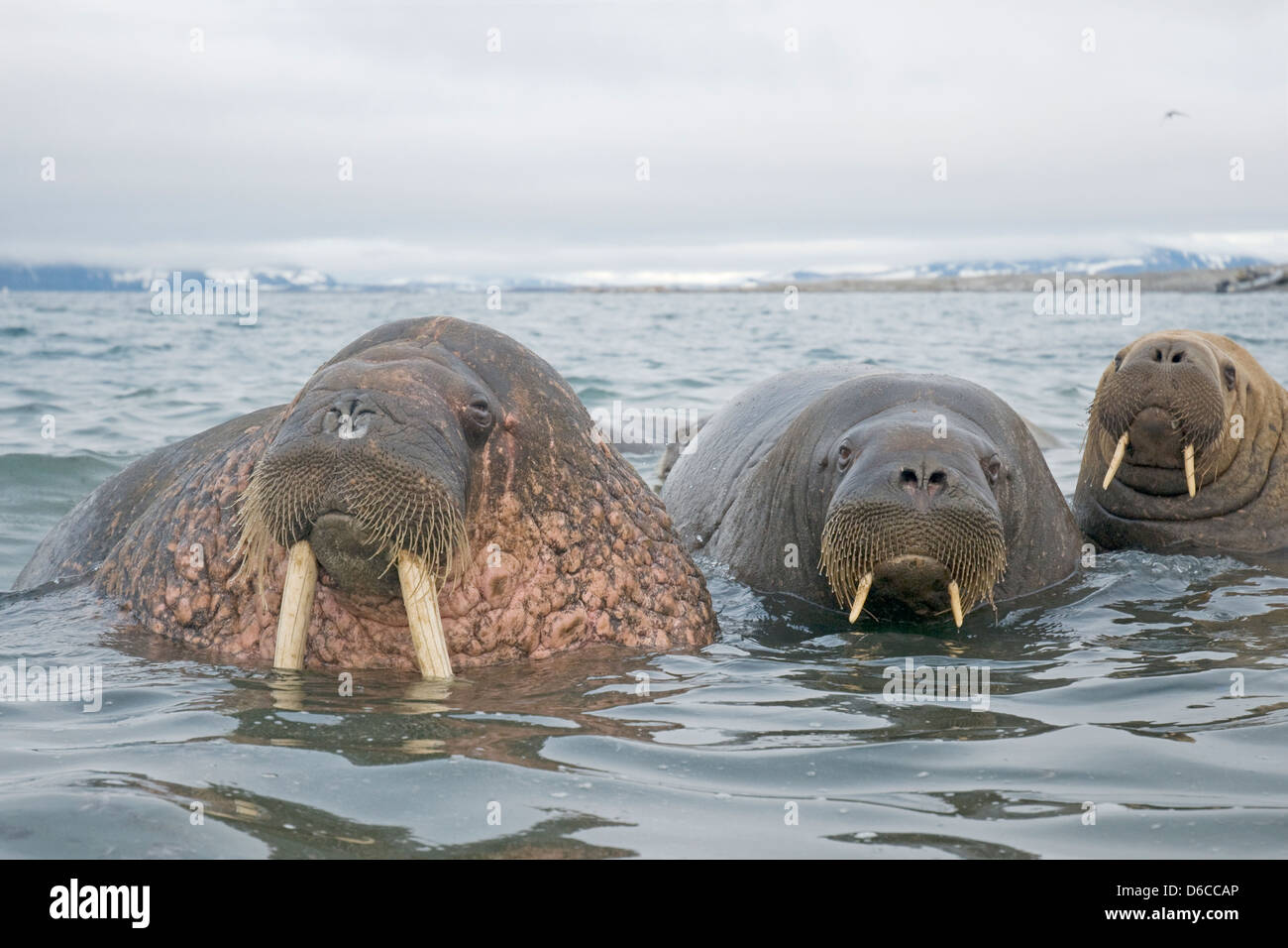 Walrus odobenus rosmarus greenland hi-res stock photography and images ...