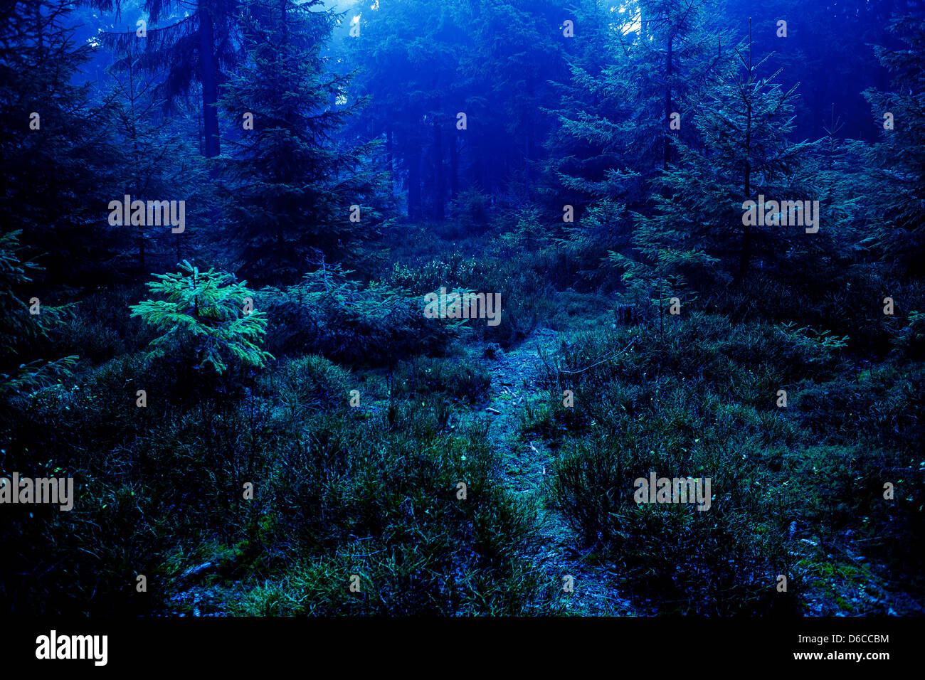 night forest Stock Photo