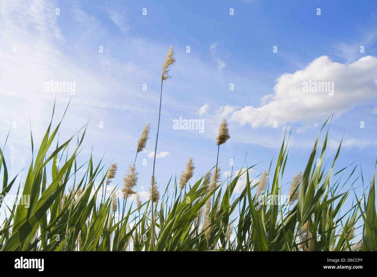 High reed against cloudy sky in wind day Stock Photo - Alamy