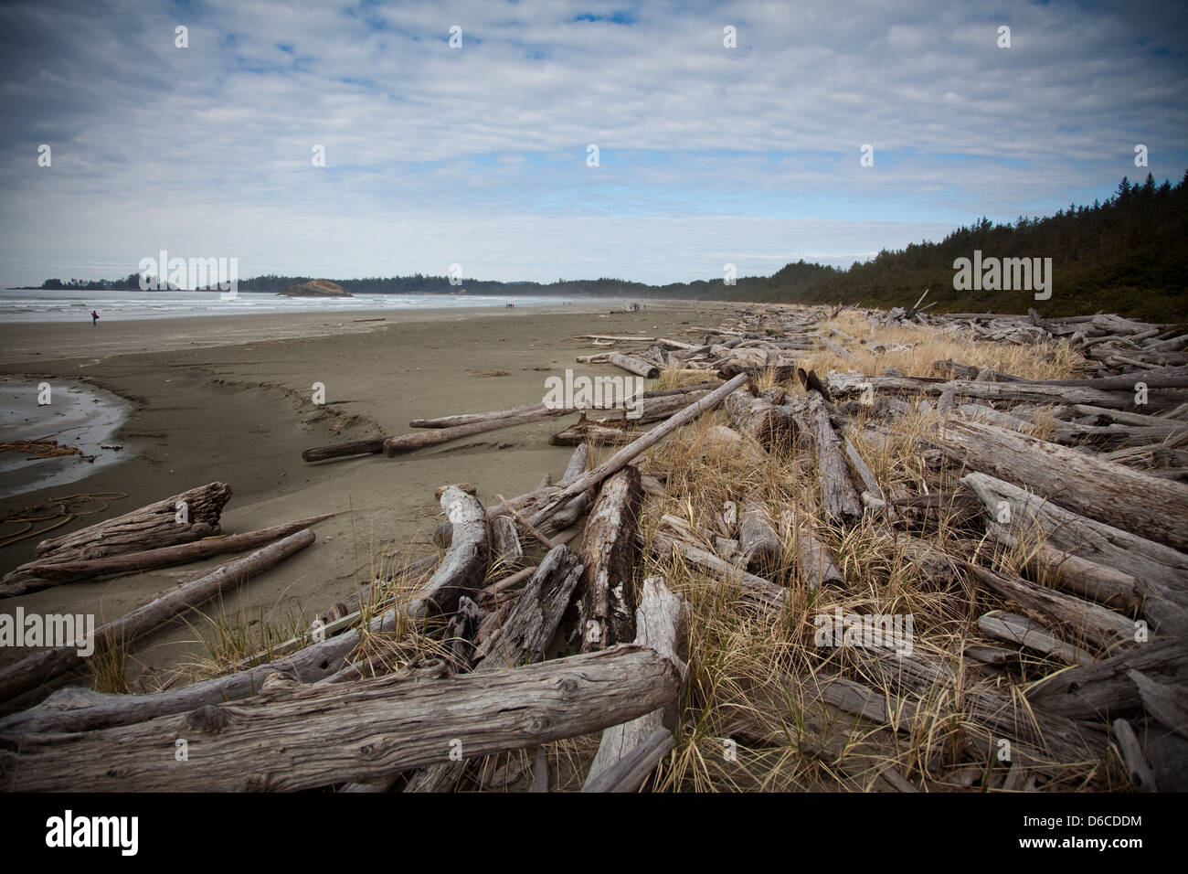 Driftwood on a beach, Vancouver Island Stock Photo Alamy
