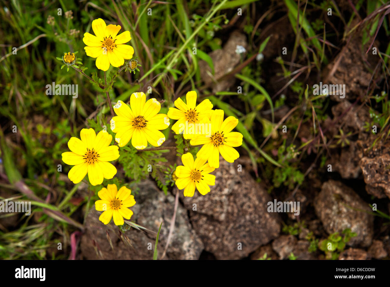 Meskel Flower (Yadey Abeba), Simien Mountains National Park, Ethiopia Stock Photo