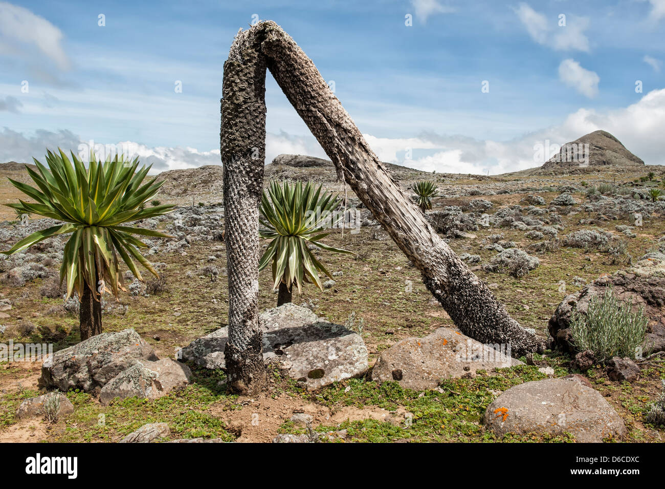 Giant lobelia (Lobelia rhynchopetalum), Southern Ethiopia Stock Photo