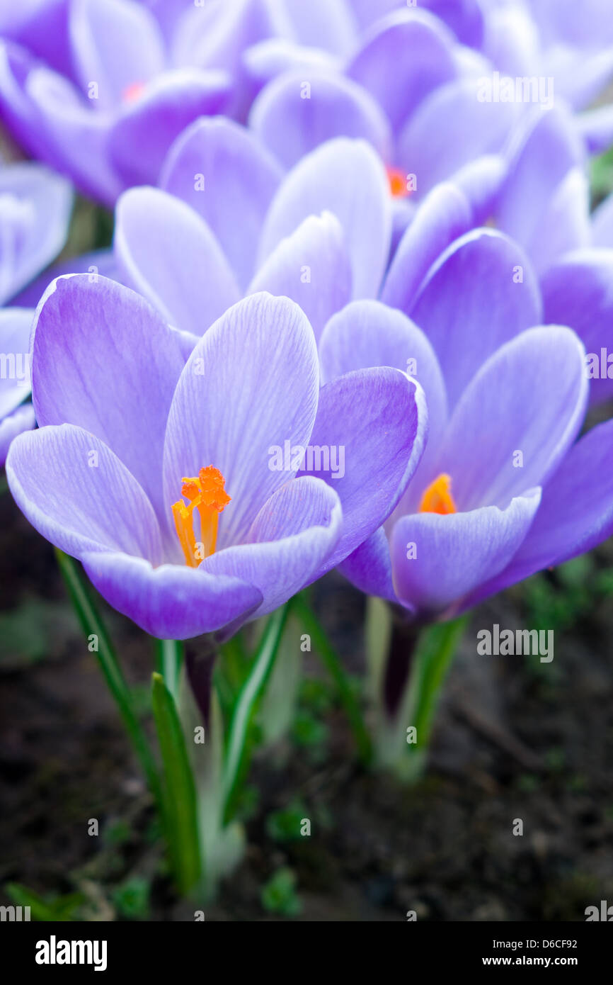 Purple crocus first spring hi-res stock photography and images - Alamy
