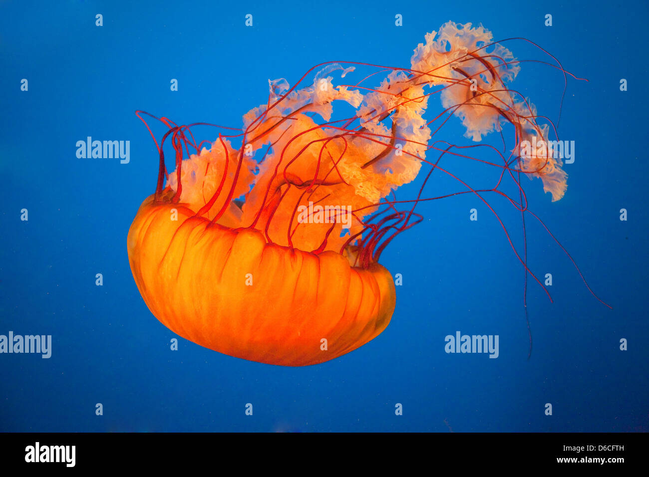 Jellyfish in Vancouver Aquarium Stock Photo