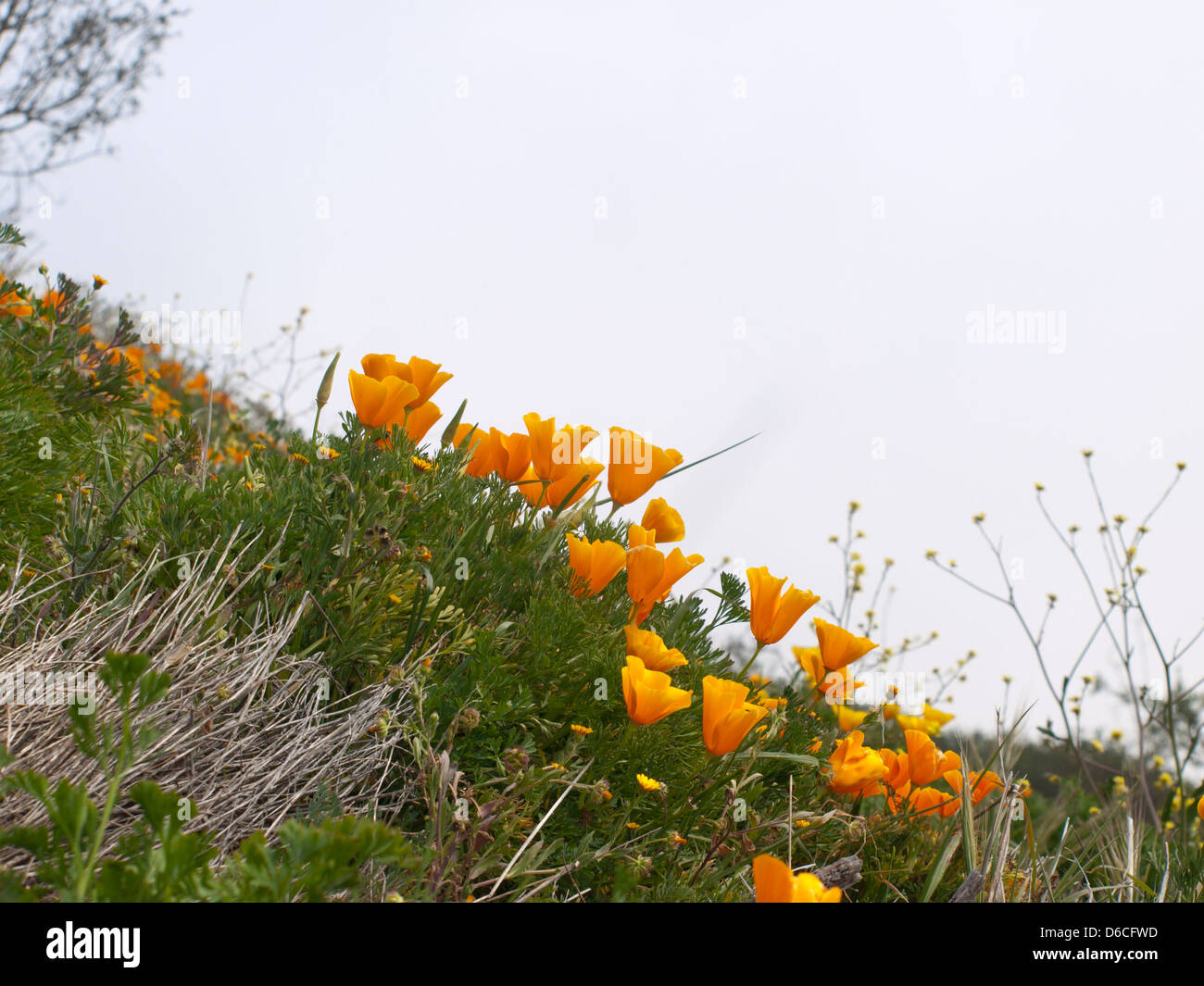 Eschscholzia californica ,California poppy an introduced species in Tenerife Spain livening up the foggy mountainside Stock Photo