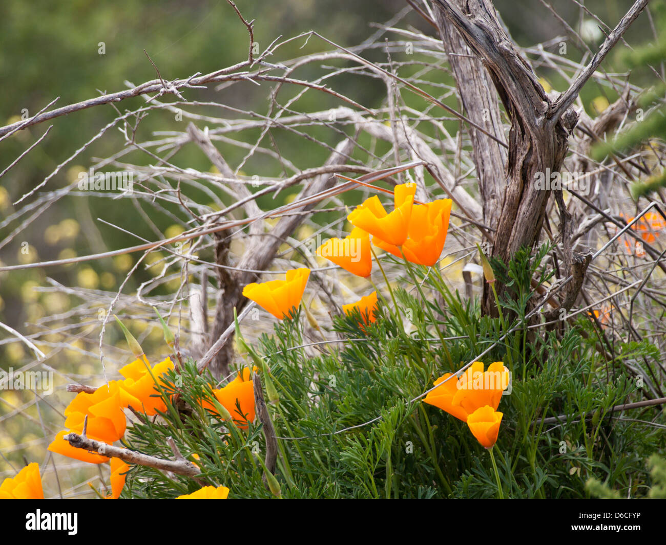 Eschscholzia californica ,California poppy an introduced species in Tenerife Spain livening up the mountainside Stock Photo