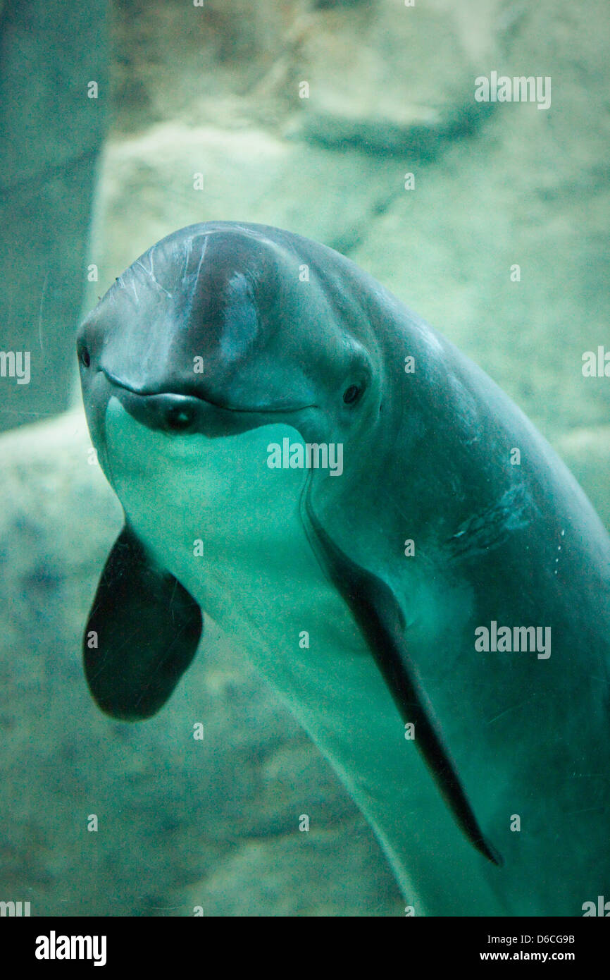 Vancouver aquarium hires stock photography and images Alamy