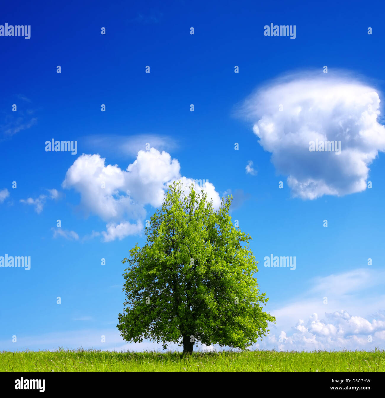 Blue sky field tree hi-res stock photography and images - Alamy