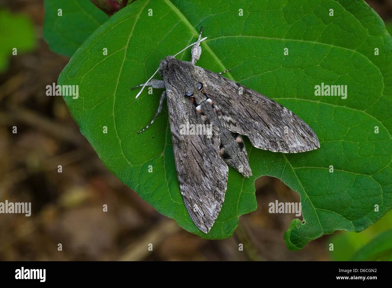Convulvulus Hawk-moth Stock Photo