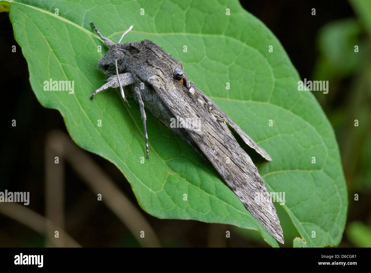 Convulvulus Hawk-moth Stock Photo