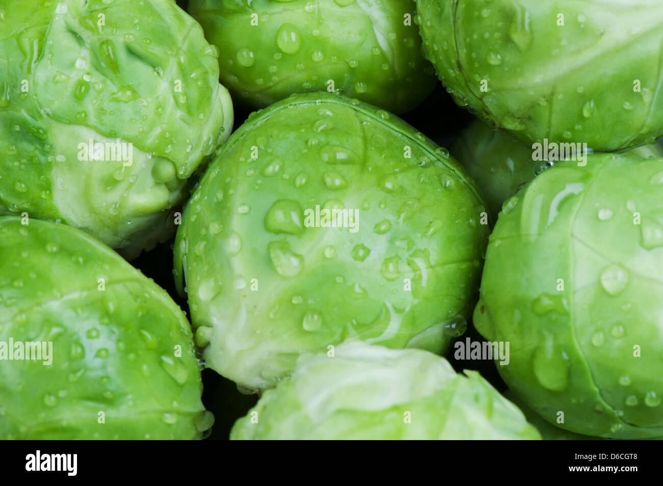 Brussels sprouts background Stock Photo
