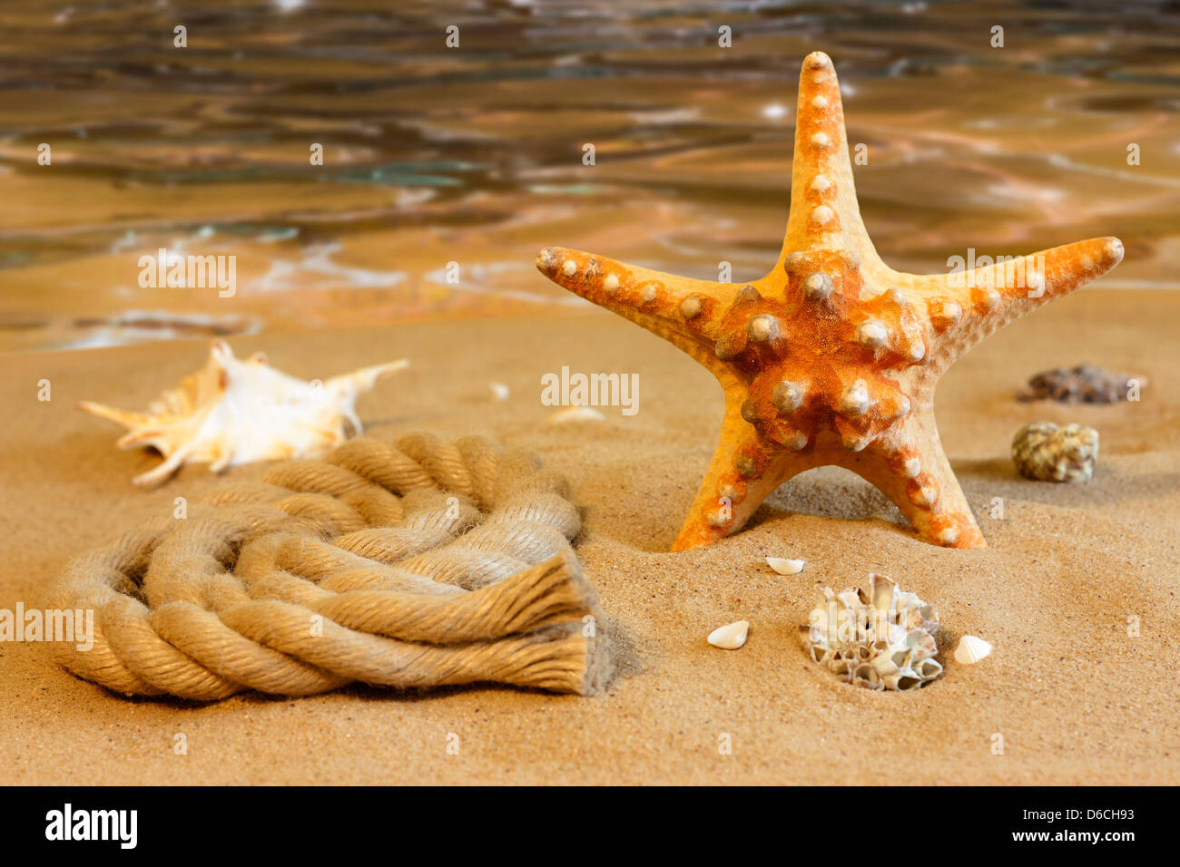 Starfish on the beach on sand with shells background concept Stock Photo
