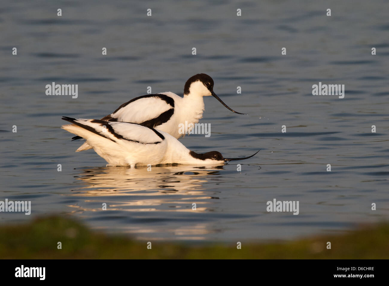 Displaying and mating avocets Stock Photo