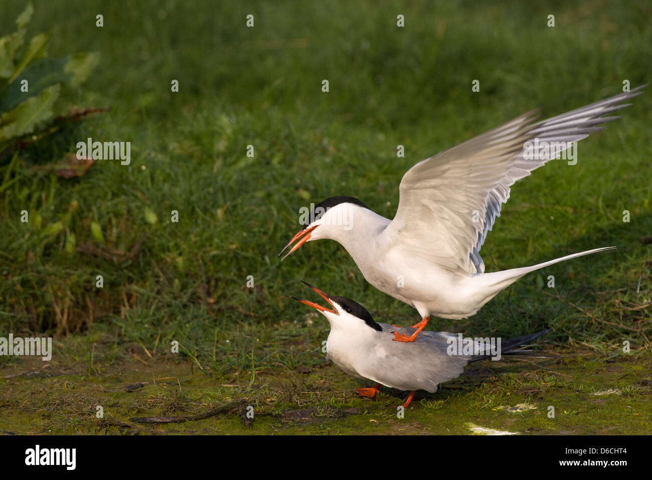 Mating Common terns Stock Photo