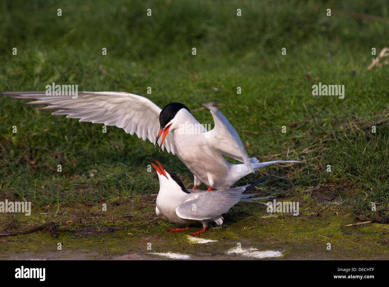 Mating Common terns Stock Photo