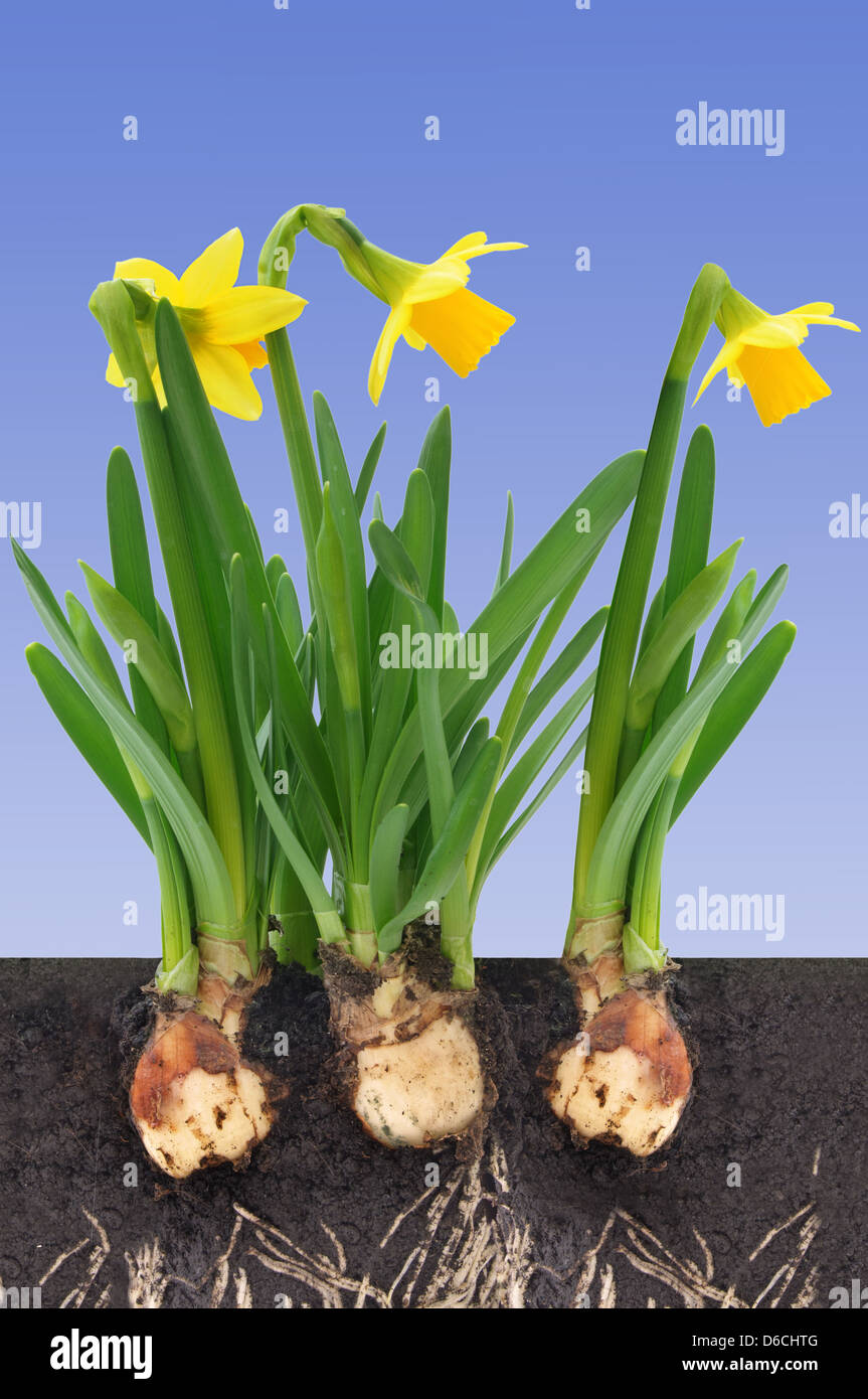 Roots of daffodils hires stock photography and images Alamy