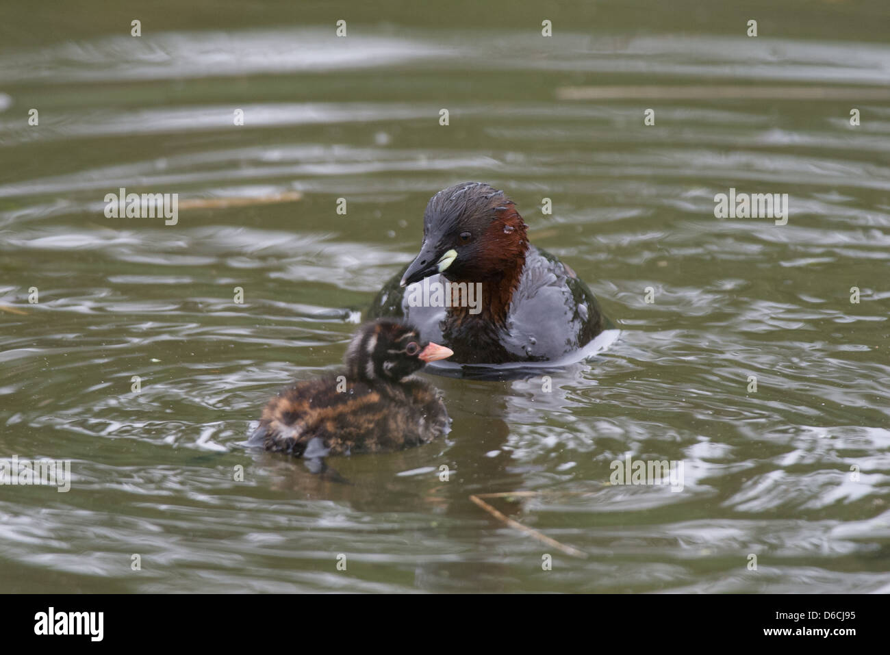 Little Grebe with chickens Stock Photo