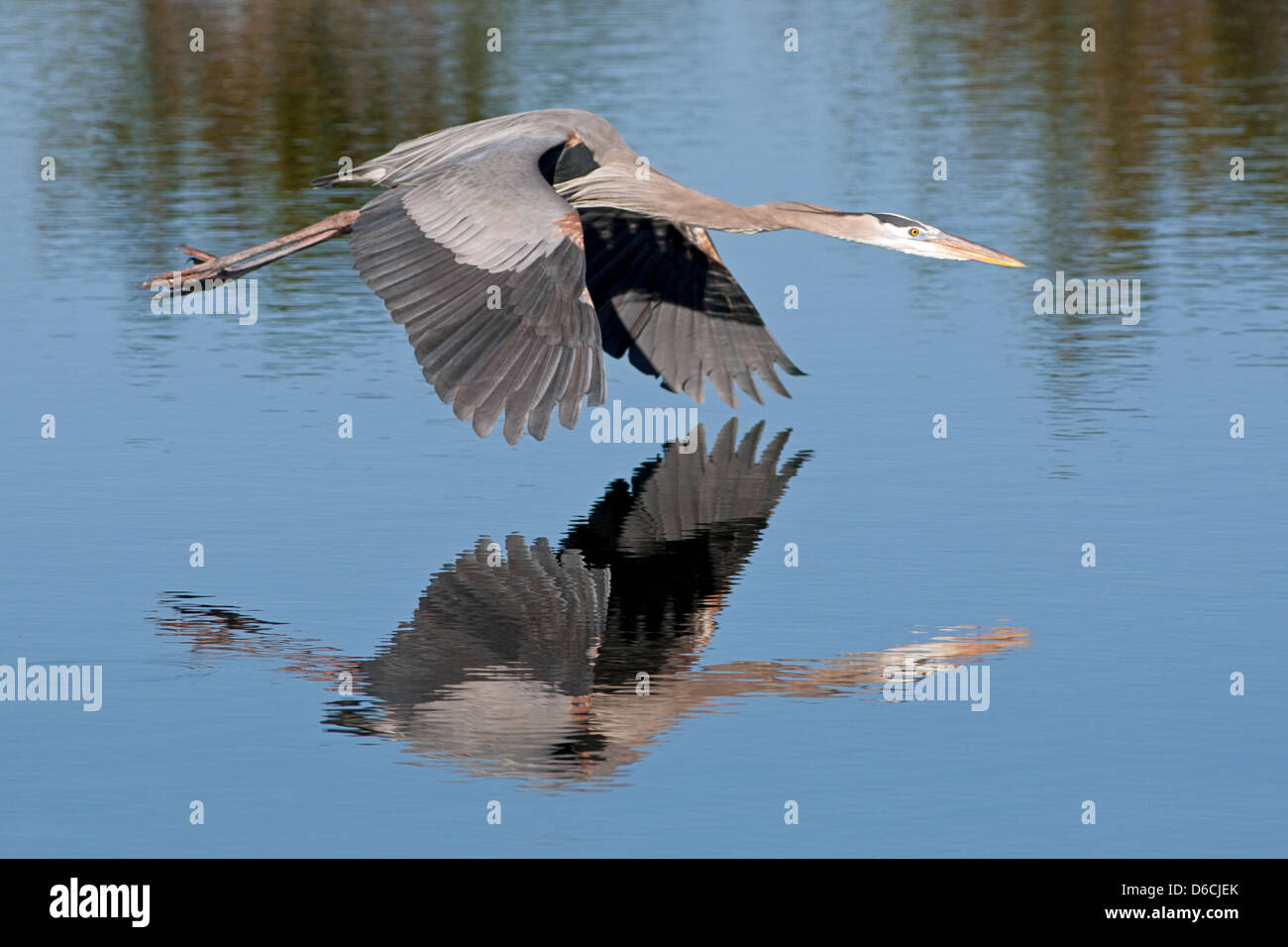 Great Blue Heron flying reflection over ocean herons shorebird in flight wading bird nature wildlife environment Stock Photo