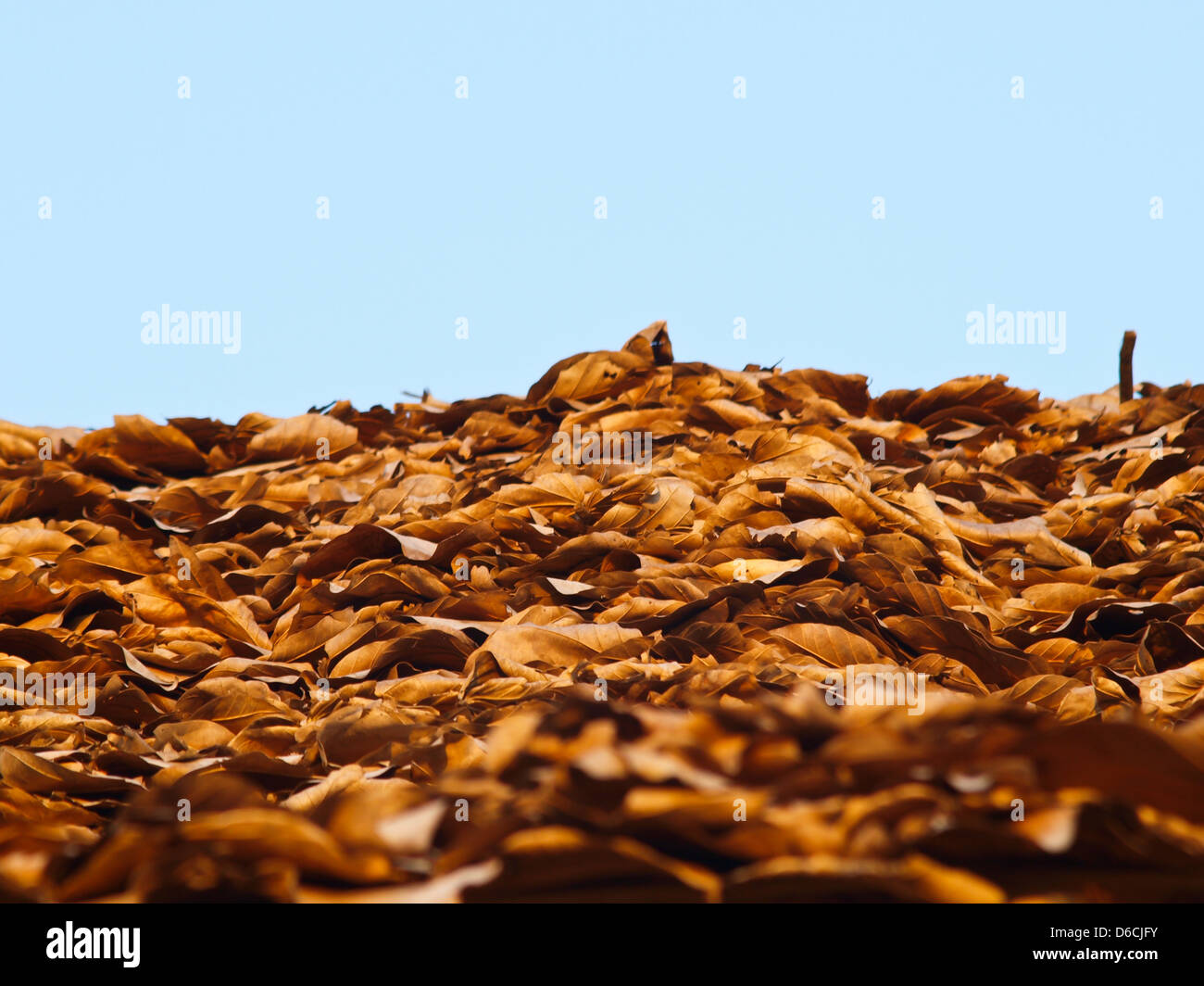 Dried teak leaves used as roof in traditional Northern House in ...