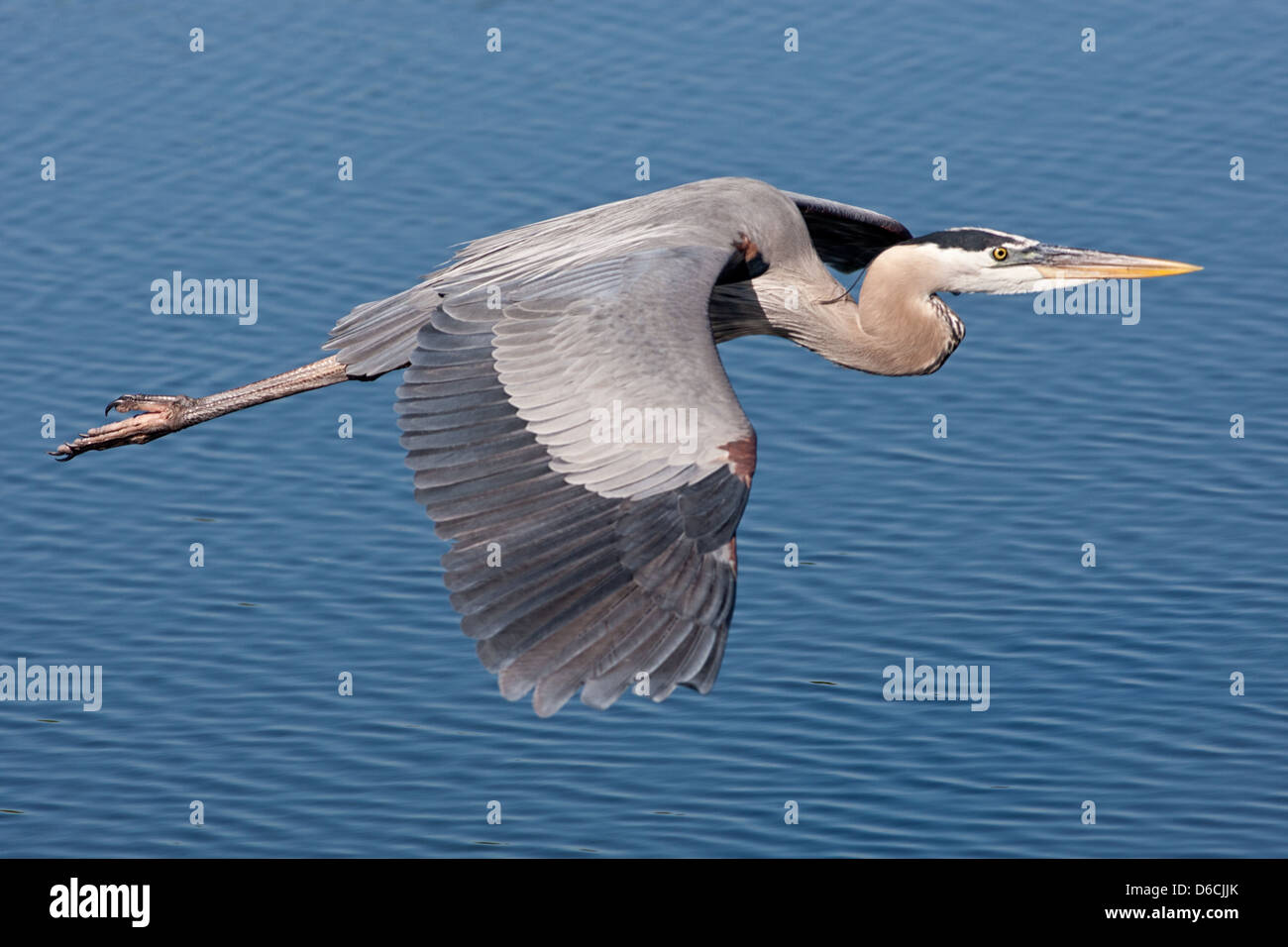 Great Blue Heron flying over ocean herons shorebird in flight wading bird nature wildlife environment Stock Photo
