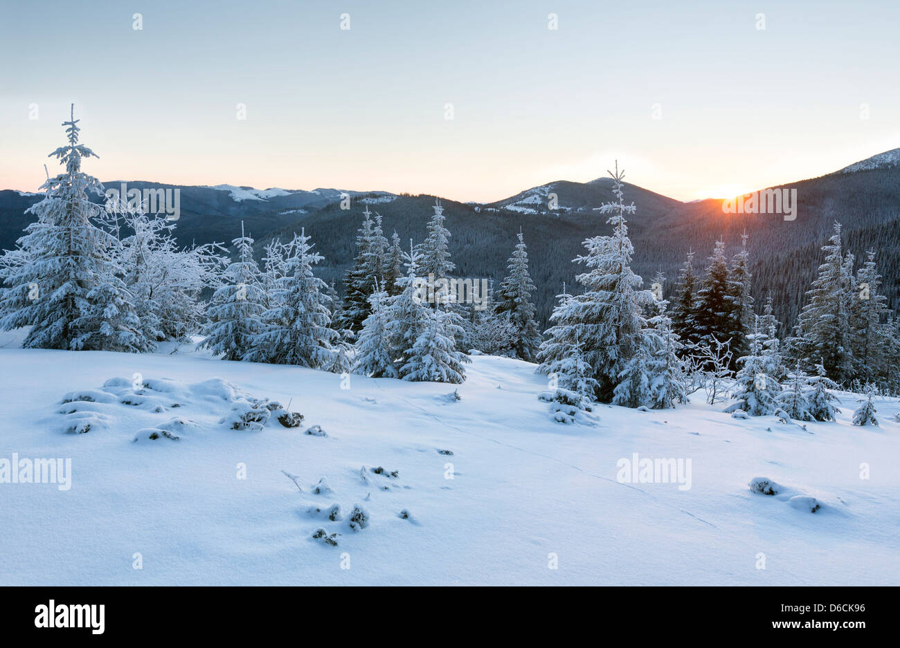 The first rays of the sun and winter mountain landscape with snowy fir ...