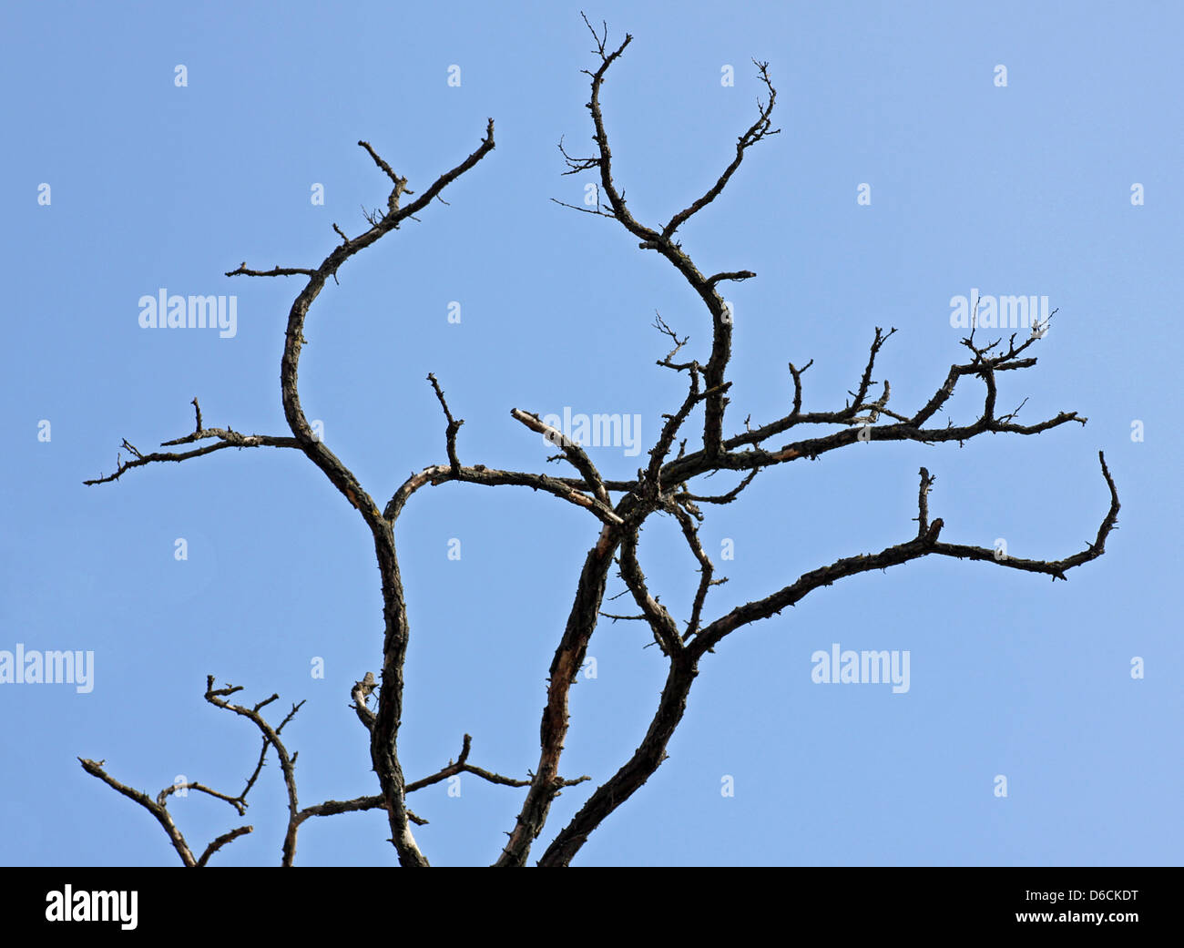 branches of dry tree over blue sky Stock Photo