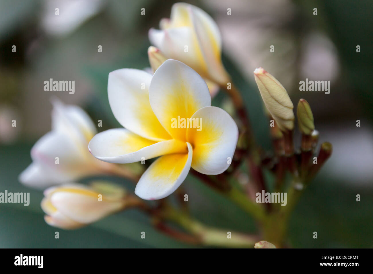 This is the national flower of Laos. In Southeaster Asia the plumeria