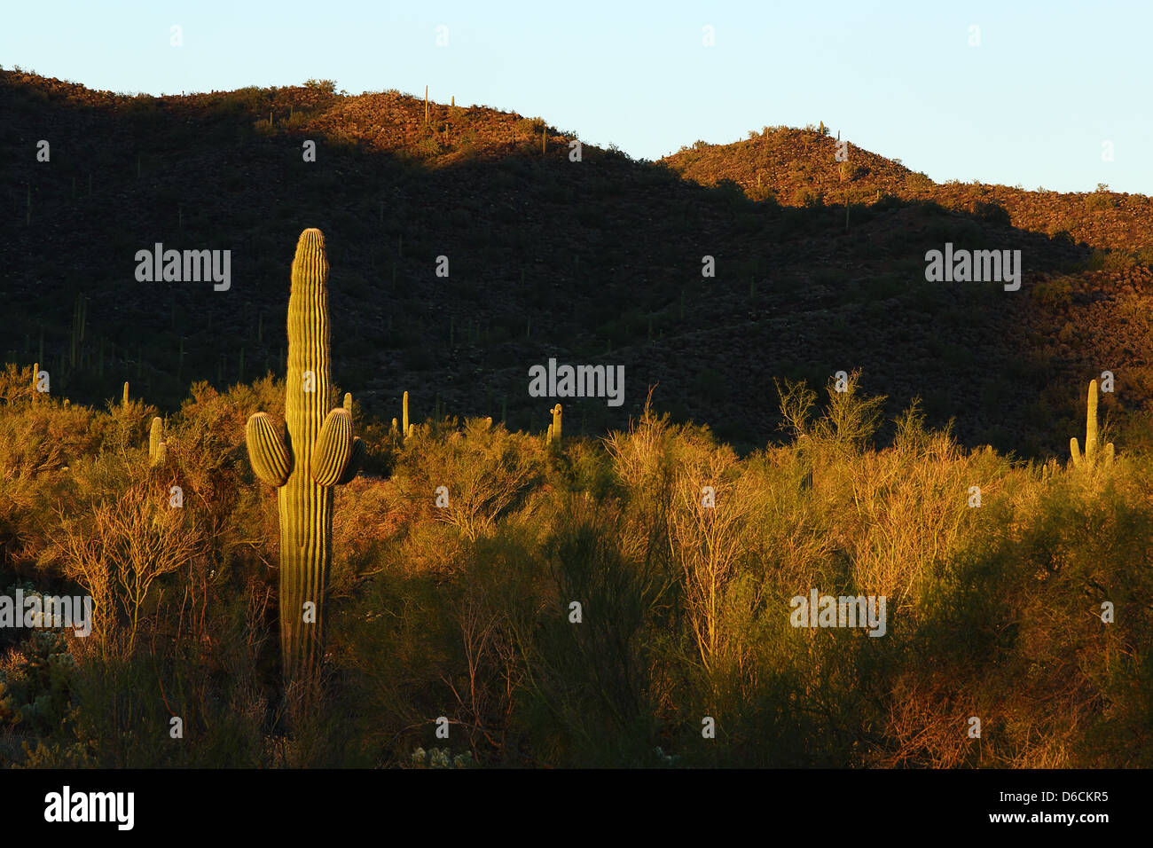 Sonoran desert landscape and cactus details Stock Photo - Alamy