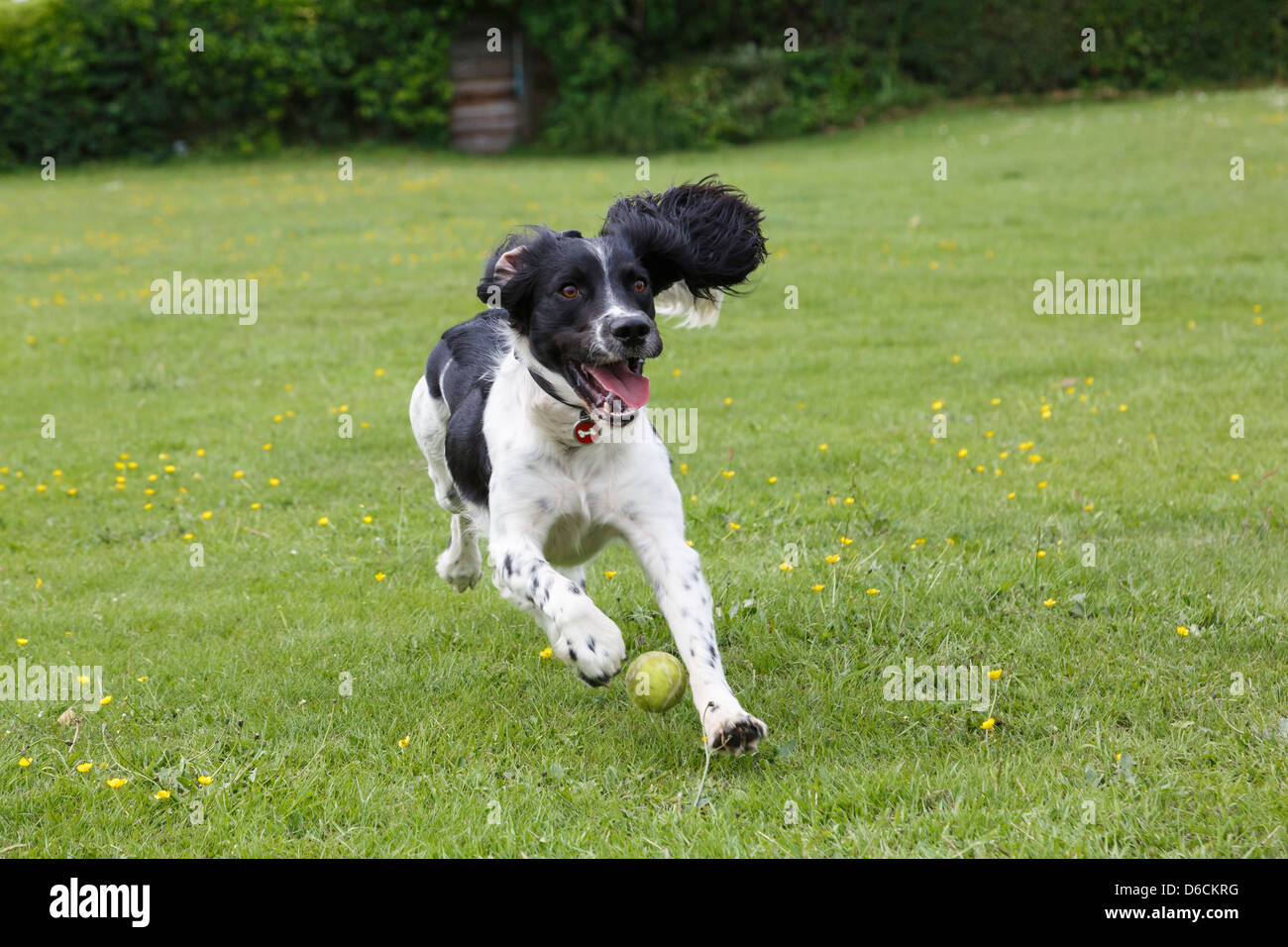 how fast can a springer spaniel run