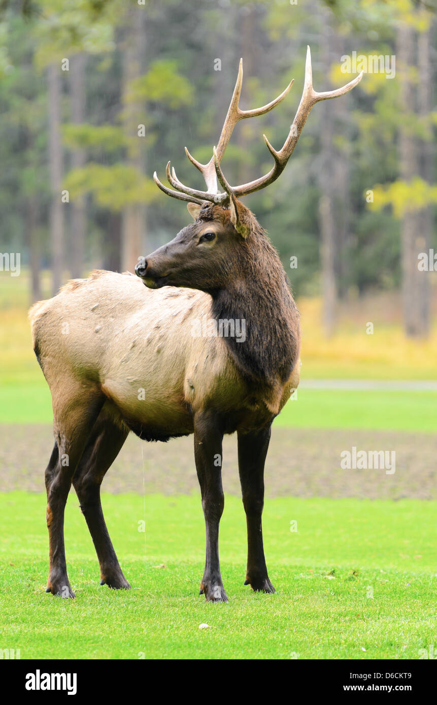 Male Elk or Wapiti (Cervus canadensis) near Cascade Pond in Banff National Park Alberta Canada