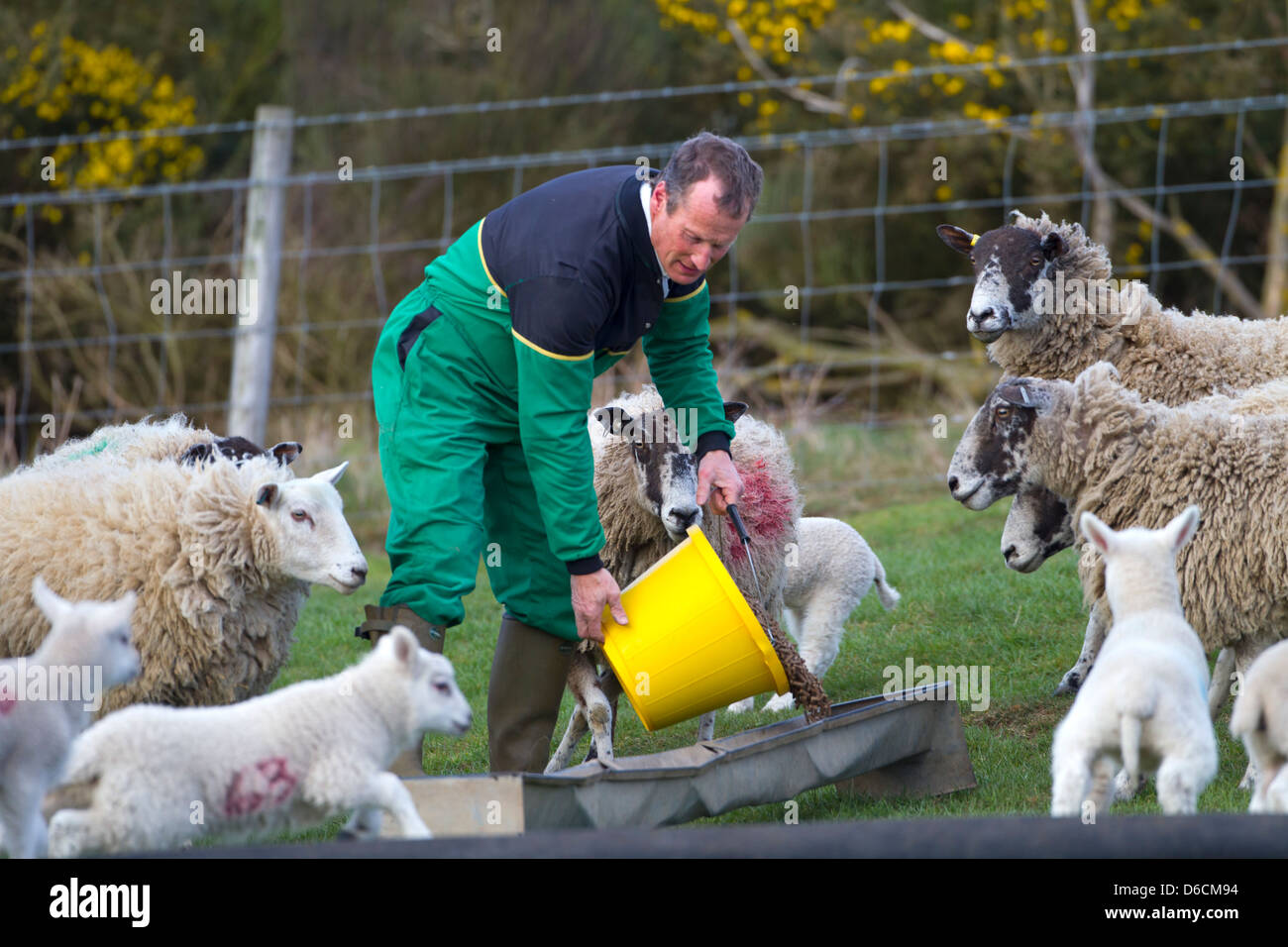 Farmer giving ewes a supplementary feed during lambing time Stock Photo
