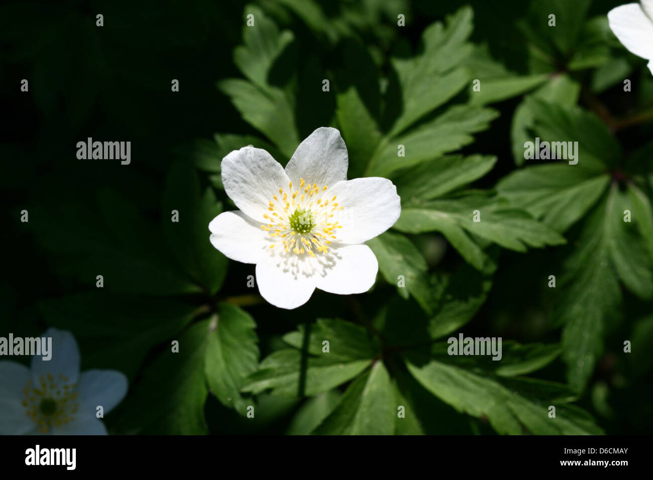 spring windflower beautiful nature background Stock Photo