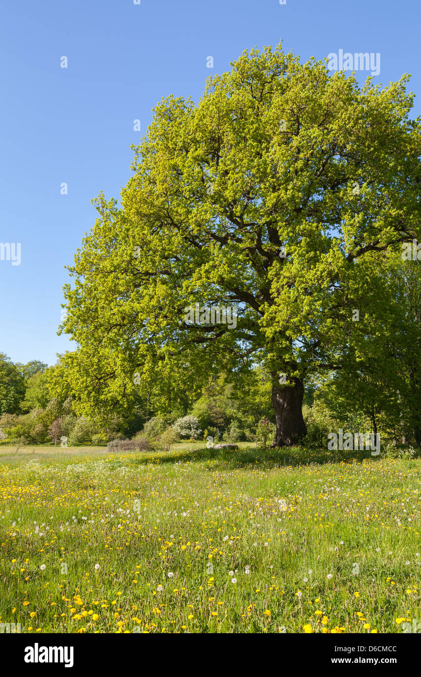 Park in the early summer Stock Photo - Alamy