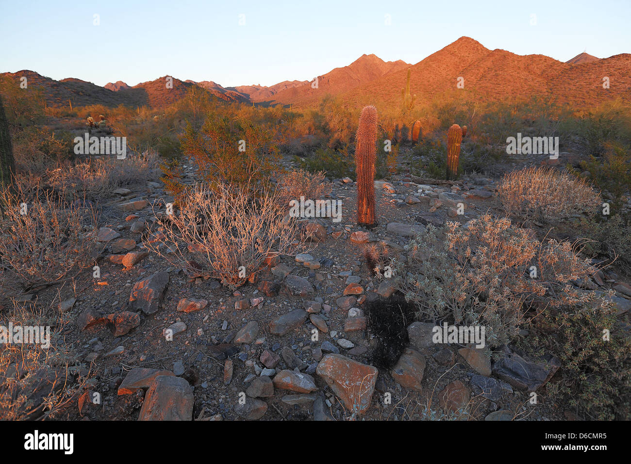 Sonoran desert landscape hi-res stock photography and images - Alamy