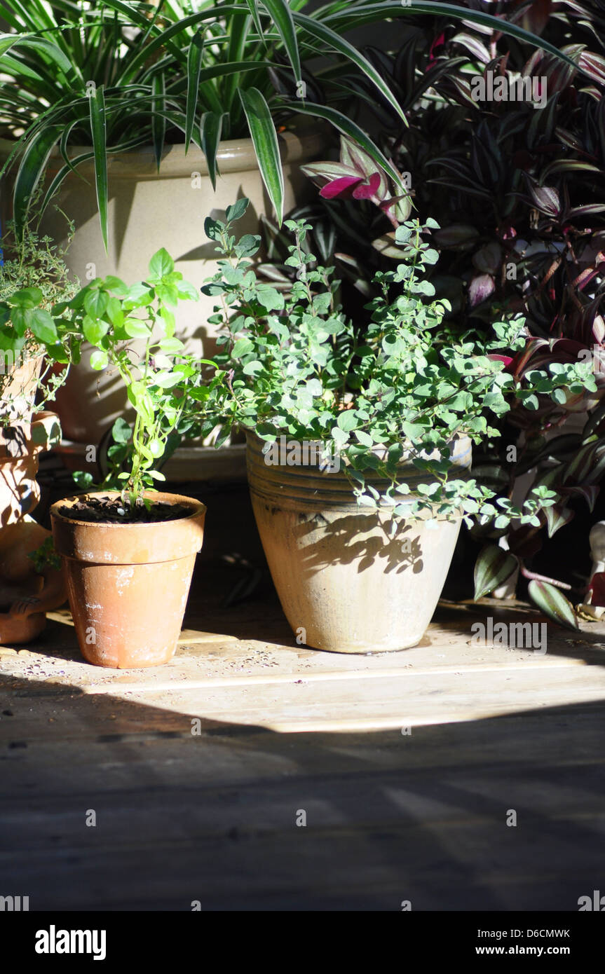 outdoor pot plants Stock Photo Alamy