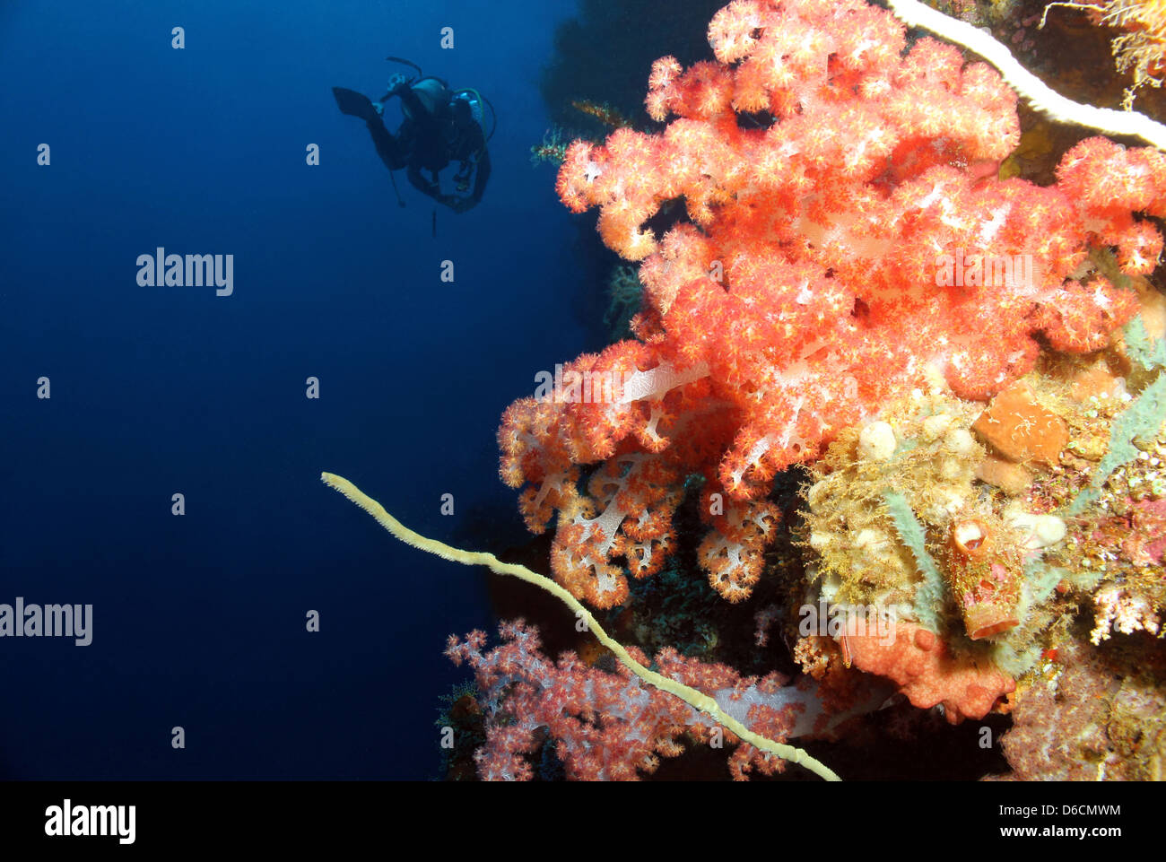 Soft Coral and Diver along the Reef Wall, Bunaken, Indonesia Stock Photo