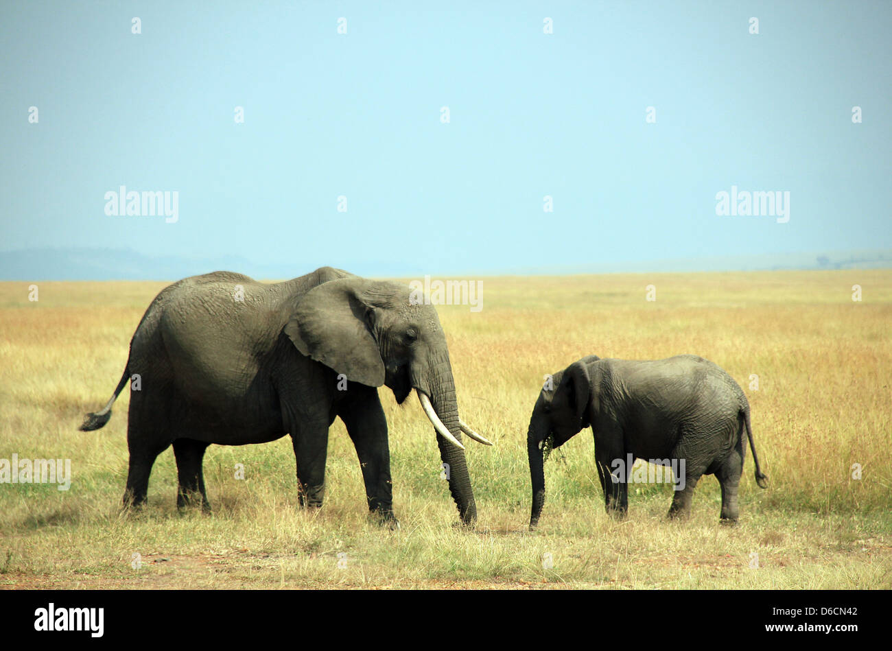 African Elephant (Loxodonta Africana) Mother and Calf on Savannah, Maasai Mara, Kenya Stock Photo