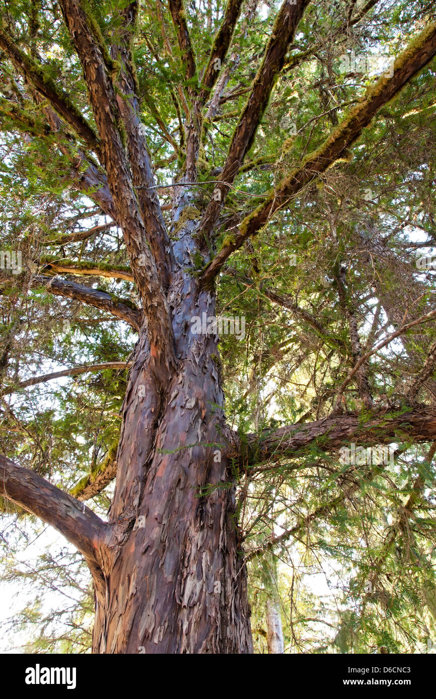 Pacific Yew tree, looking upward, 'Taxus brevifolia' Stock Photo Alamy