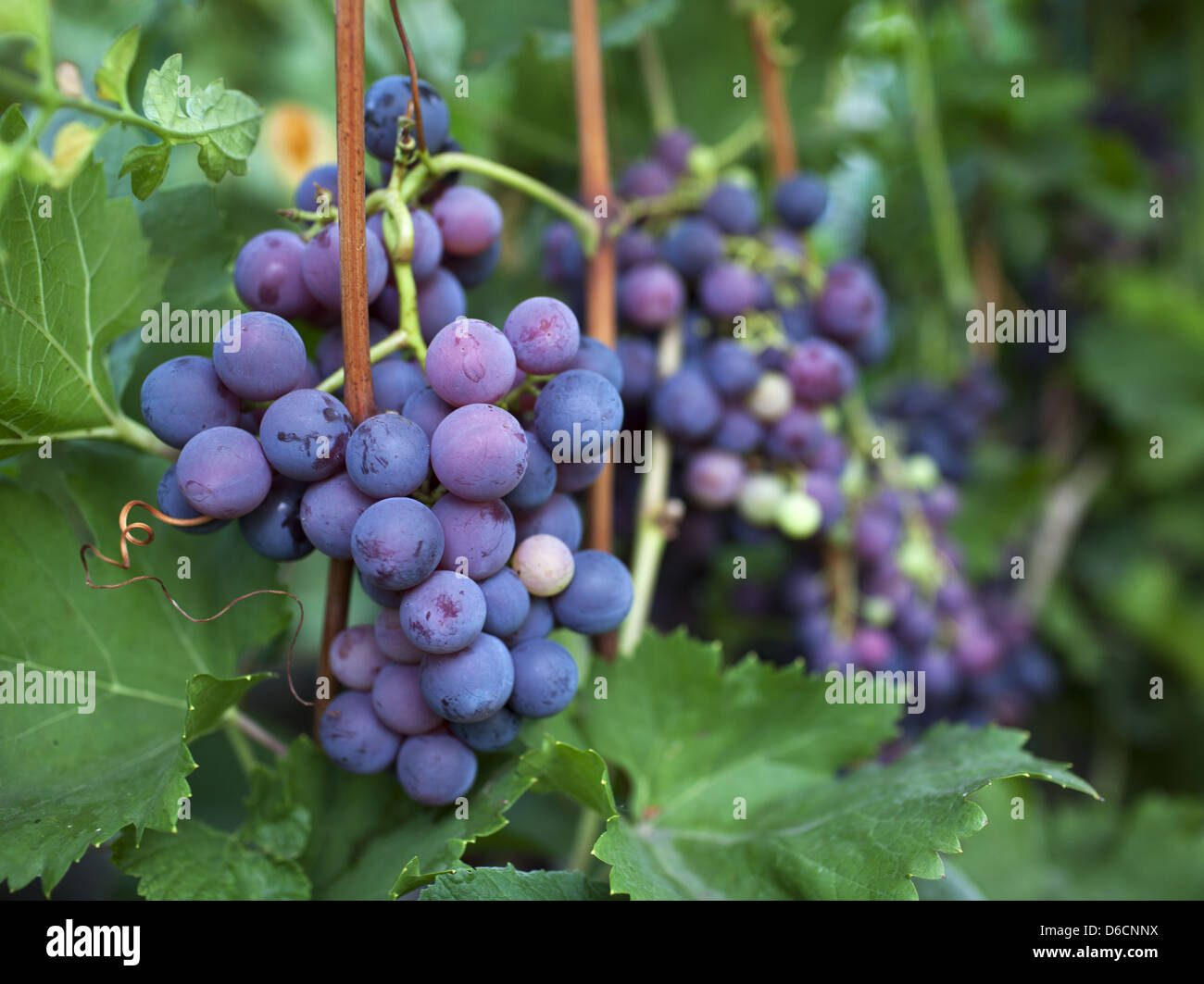 Dark grapes in the garden Stock Photo Alamy