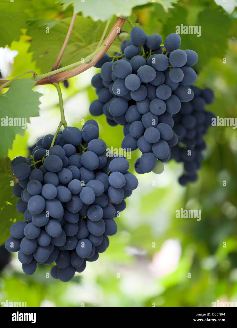 Bunches of dark grapes in the garden Stock Photo Alamy