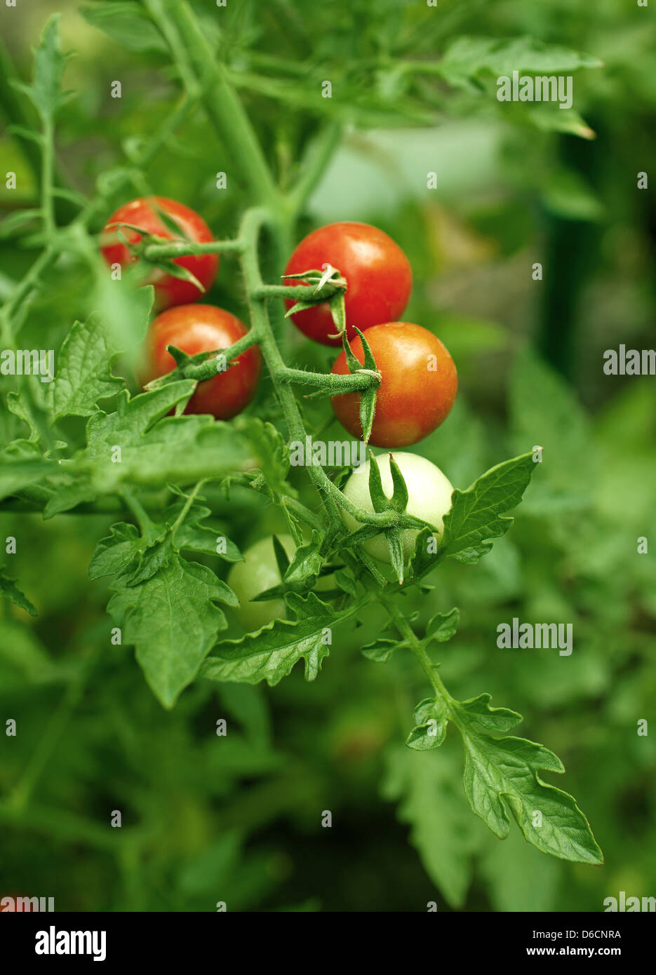 The branch with cherry tomatoes Stock Photo - Alamy