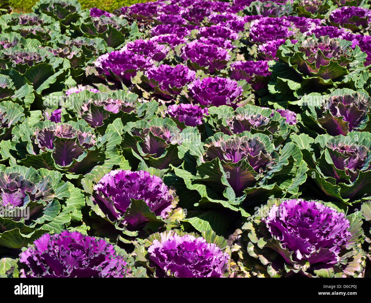 Violet flowering cabbage in nature Stock Photo Alamy
