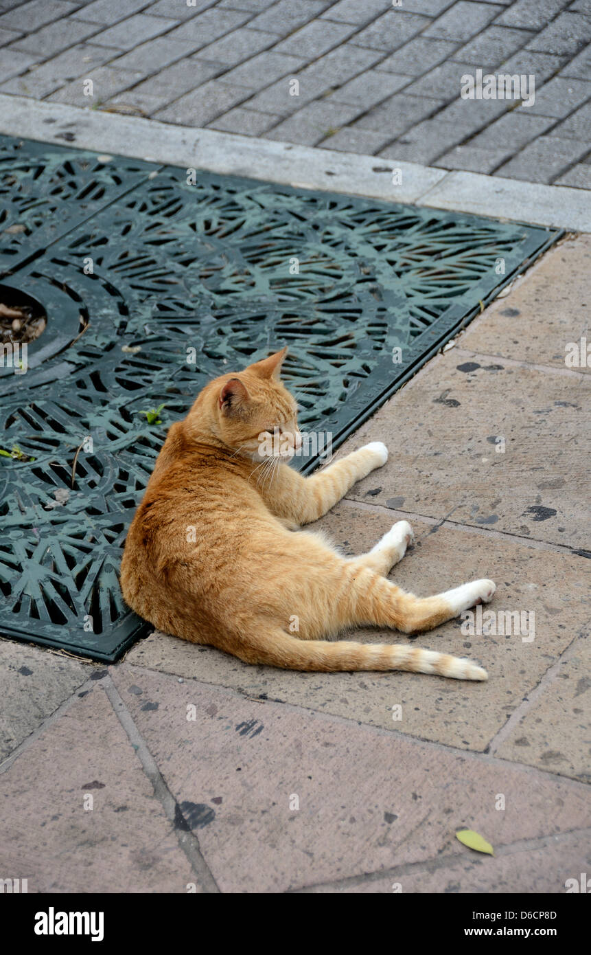 Wild Cats Of Puerto Rico High Resolution Stock Photography And Images Alamy
