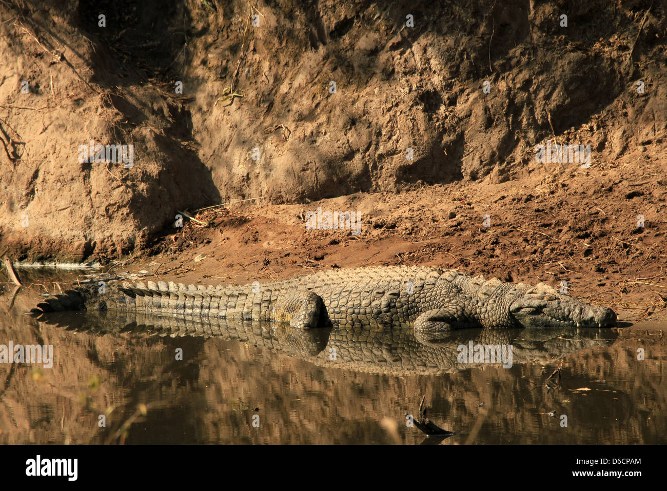Nile Crocodile (Crocodylus Niloticus) in the Water, with Full Reflection, Serengeti, Tanzania Stock Photo