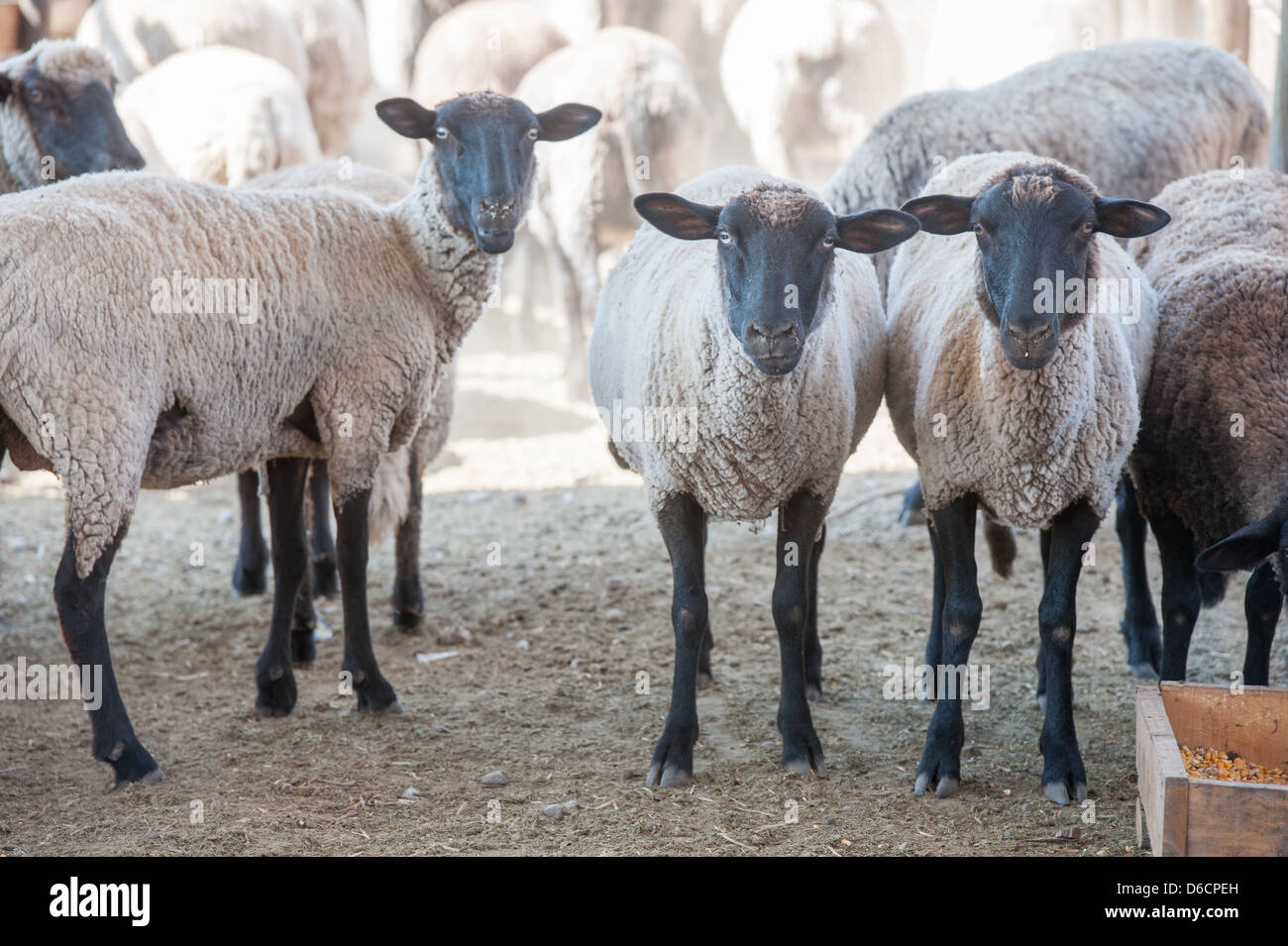 Flock of sheep in pen on a sheep farm in Rancagua, Chile  Stock Photo