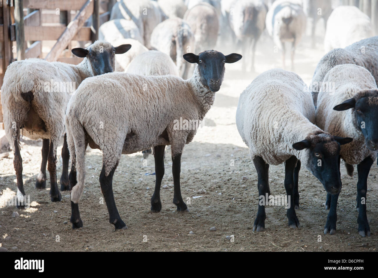 Flock of sheep in pen on a sheep farm in Rancagua, Chile  Stock Photo
