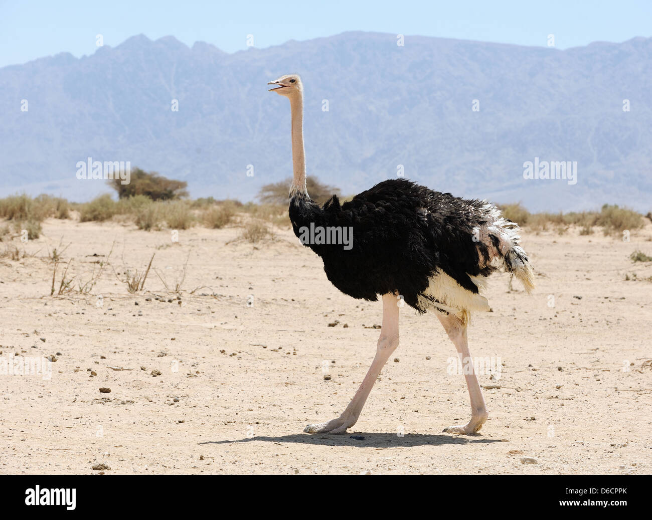 African ostrich Stock Photo