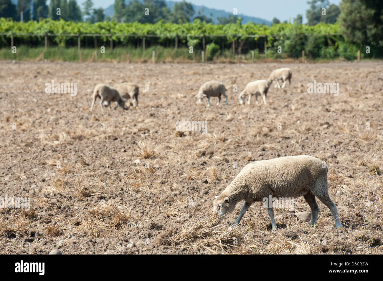 Sheep grazing on sheep farm and vineyard near Rancagua, Chile Stock Photo