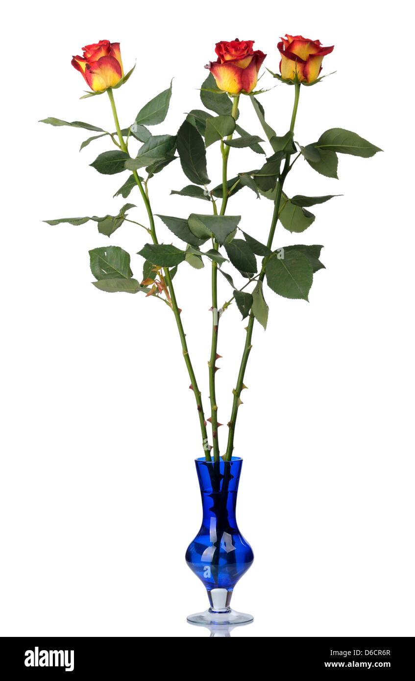 Red roses in vase, isolated Stock Photo Alamy